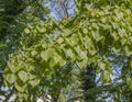 Leaves Tilia cordata, small-leaved lime,  littleleaf linden Royalty Free Stock Photo